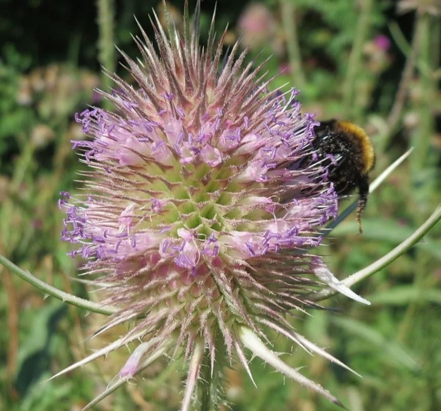 Zaden Grote/Wilde Kaardebol - Dipsacus fullonum., Verzenden, Volle zon