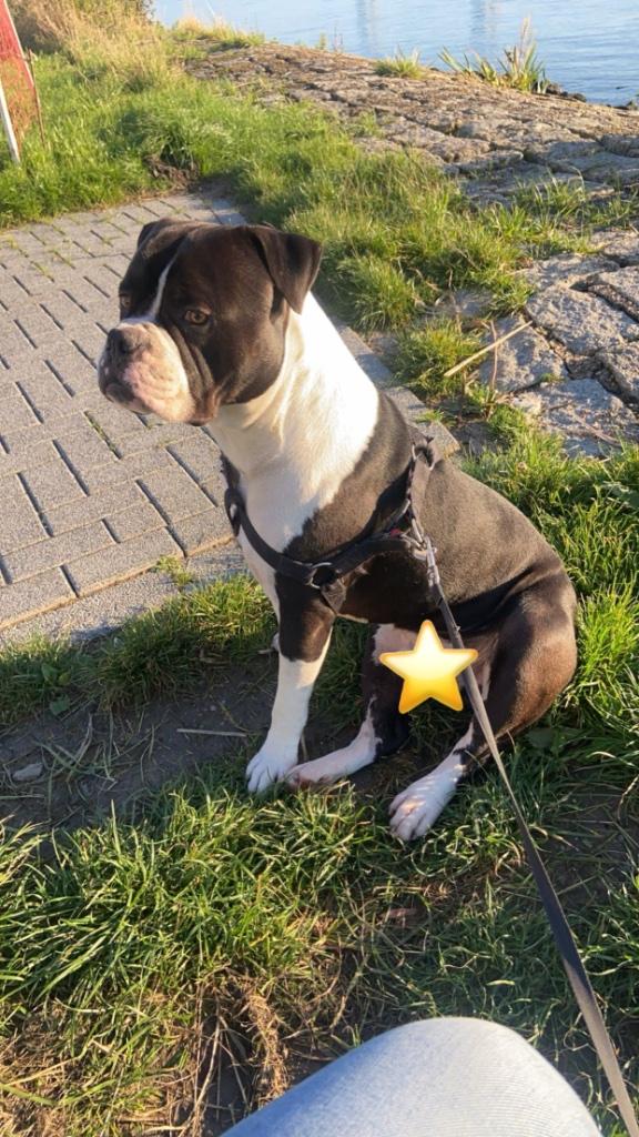 Amerikaanse bulldog/bully pocket, Reu, Bulldog, Eén hond, 3 tot 5 jaar