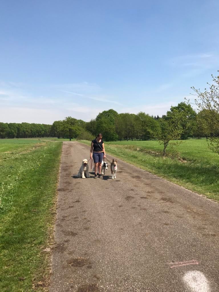 Hondentraining, Training of Cursus