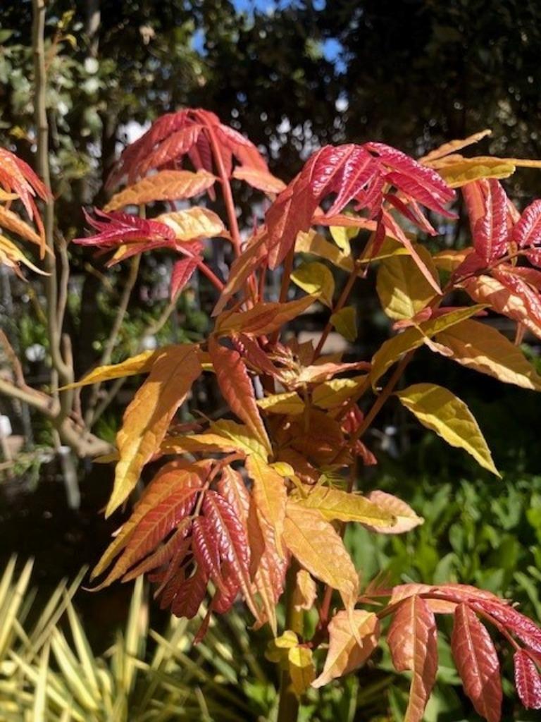 Toona sinensis 'Flamingo' UIENSOEPBOOM, exclusief en eetbaar, Overige soorten, 100 tot 250 cm, Zomer, Ophalen