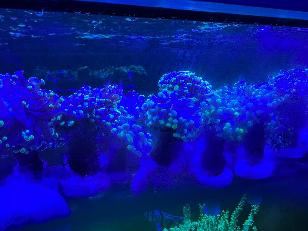 euphyllia paraancora two tone green, Kreeft, Krab of Garnaal, Zoutwatervis