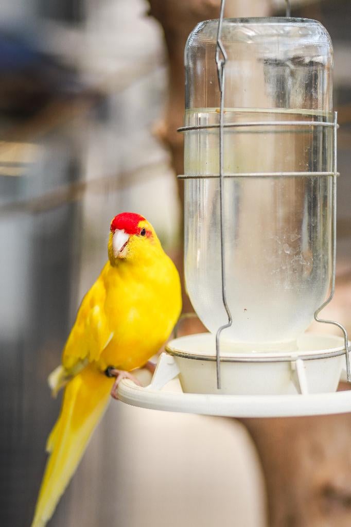 Kakariki jong | Vogels om tam te maken!, Dieren en Toebehoren, Vogels | Parkieten en Papegaaien, Meerdere dieren, Parkiet, Tam