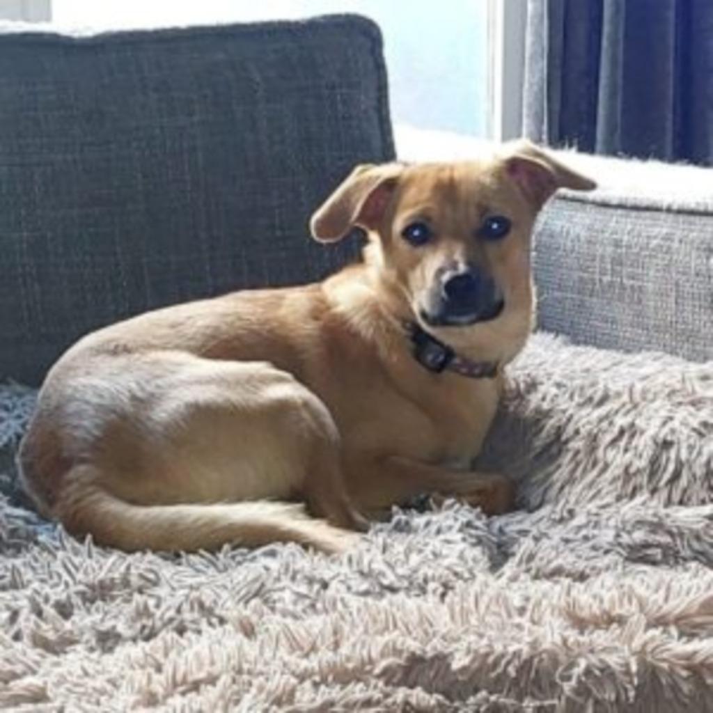 AIN: Yellow, 1 tot 2 jaar, Buitenland, Parvo, Eén hond