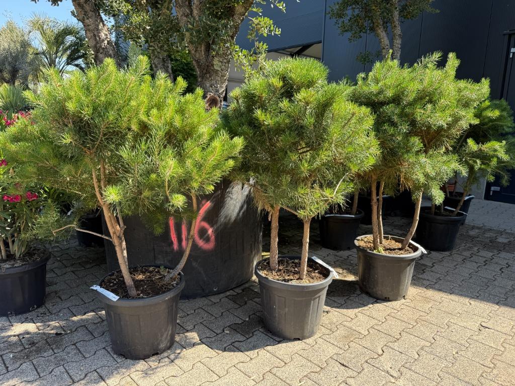 Pinus sylvestris 3 stam (meerstammige Pinus ) te koop!, Tuin en Terras, In pot, Bloeit niet, Halfschaduw, Minder dan 100 cm