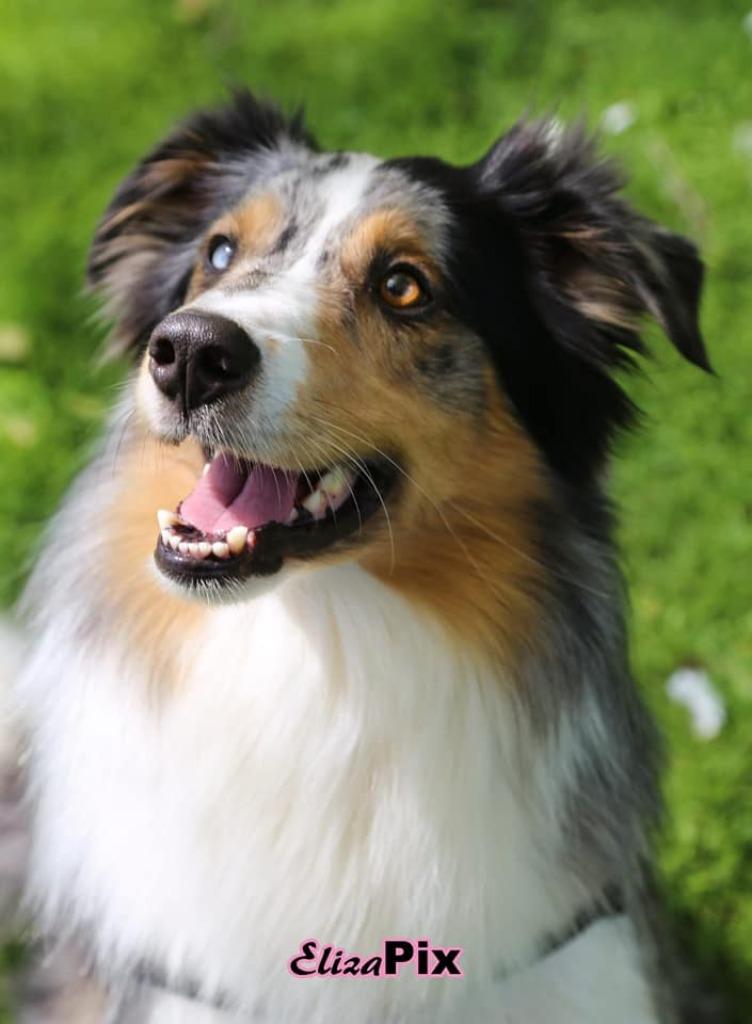 Dekrue Australian Shepherd x Border Collie Blue Merle, Dieren en Toebehoren, 6 jaar of ouder, Reu, Parvo, Eén hond
