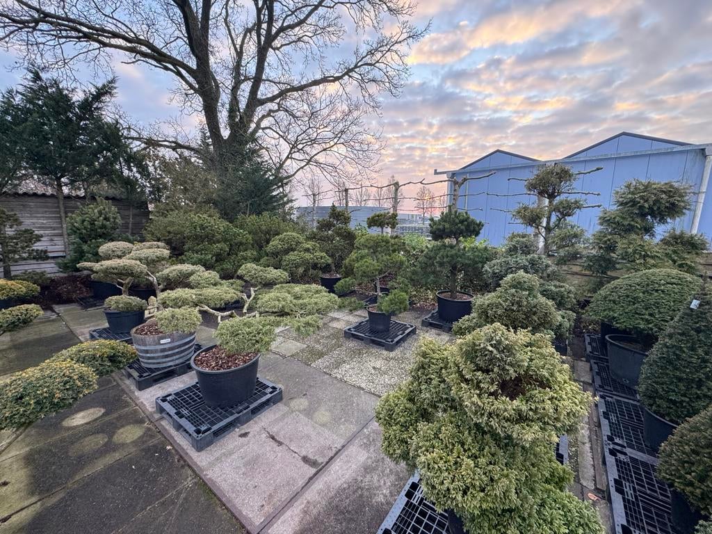 Vormbomen/Tuinbonsai: Pinksterdagen geopend, Tuin en Terras, Bloeit niet, 100 tot 250 cm, Dakboom, Ophalen