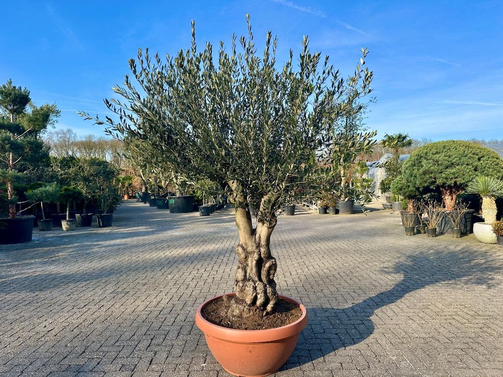 Olijfboom / Olijfbomen te koop met 60/80 cm grillige stam., Ophalen of Verzenden, 100 tot 250 cm, Olijfboom, Zomer