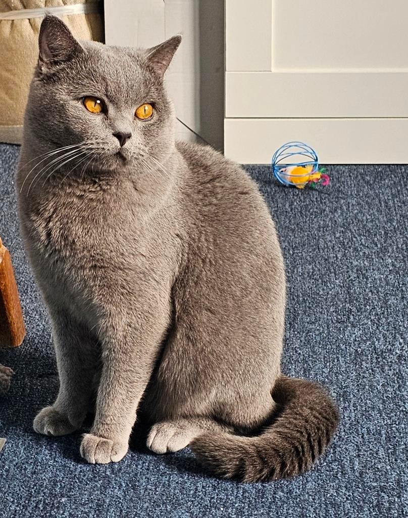 Ervaren dekkater 2 jarig, Britse korthaar april/mei:100€