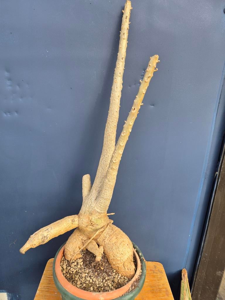 Caudex Unicarina Roeoesliana p25, Ophalen of Verzenden, Halfschaduw, Minder dan 100 cm