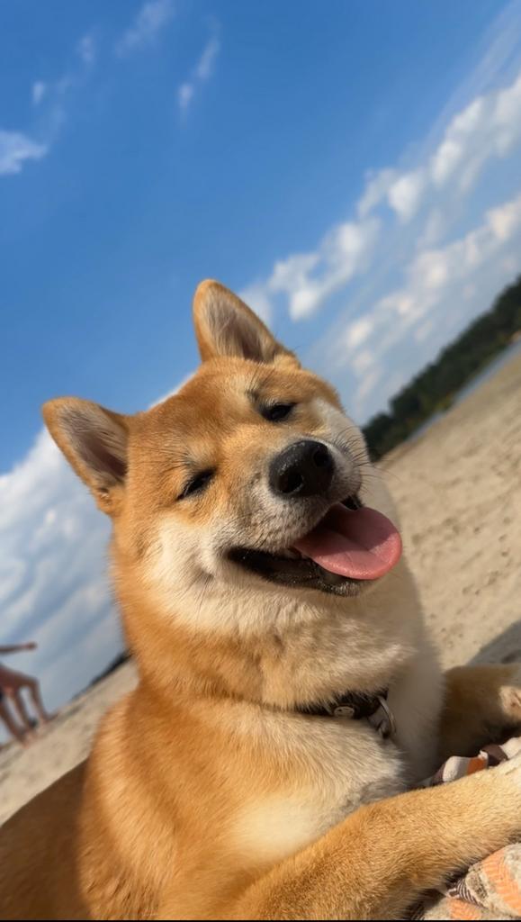 Shiba Inu Dekreu – Lief, sociaal en gezond, Dieren en Toebehoren, Parvo, Reu, 1 tot 2 jaar, Eén hond