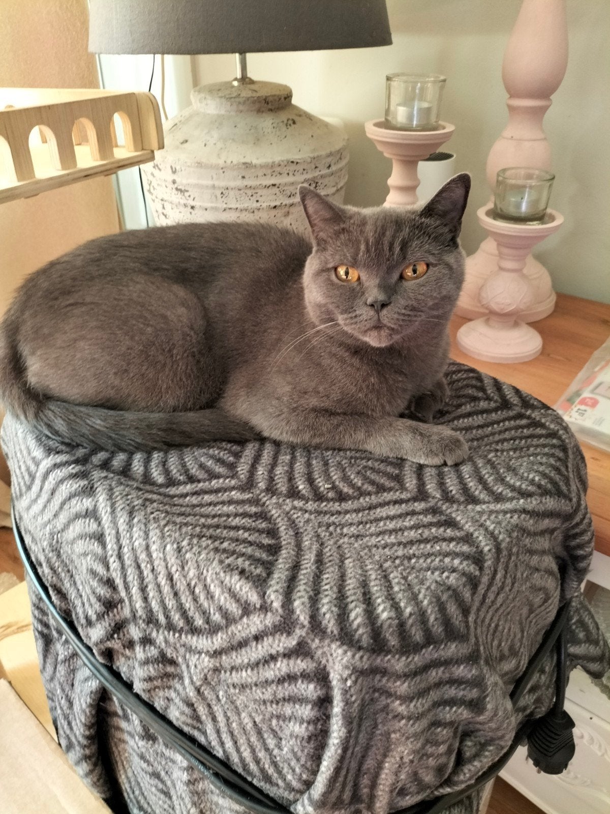 lieve britse korthaar 2 jr jong, Poes, Gechipt, 0 tot 2 jaar