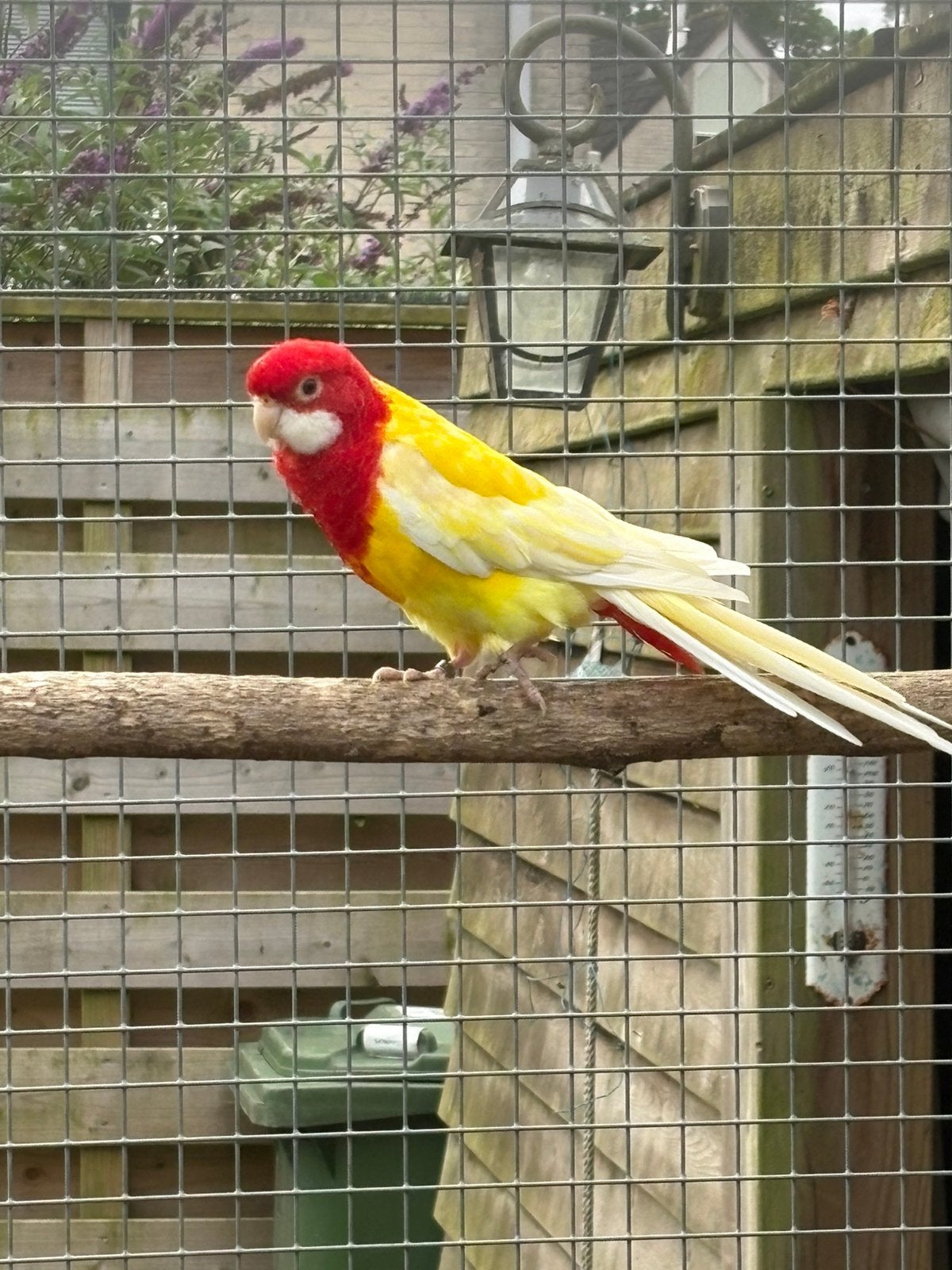 Te koop lutino rosella man, Dieren en Toebehoren, Mannelijk, Parkiet