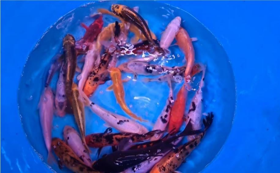 Koi 20–30 cm uit eigen kwekerij – Koidream Valburg, Dieren en Toebehoren, Vissen | Vijvervissen, Karper of Koi