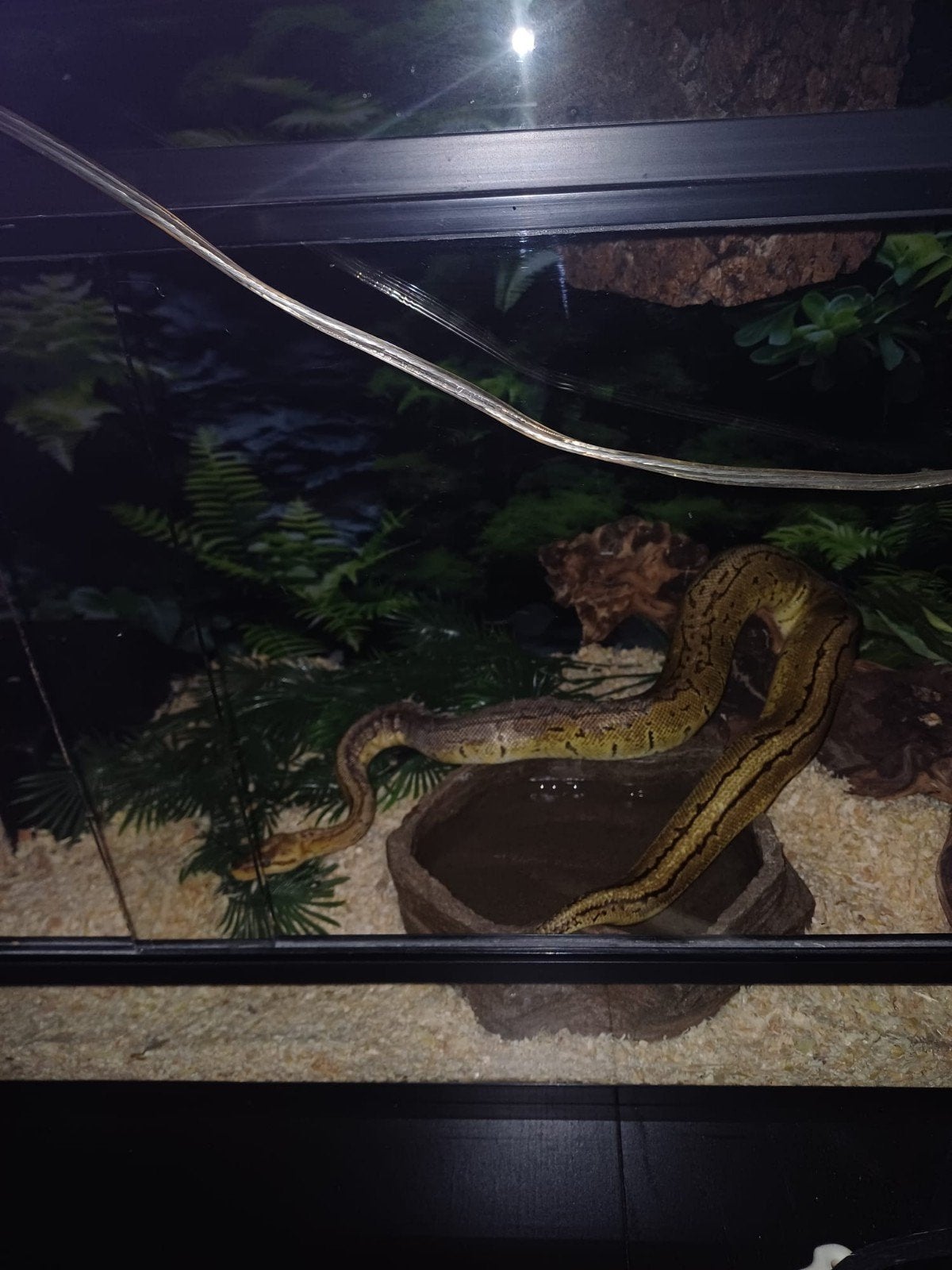 Ball Python Ball Python photo 2