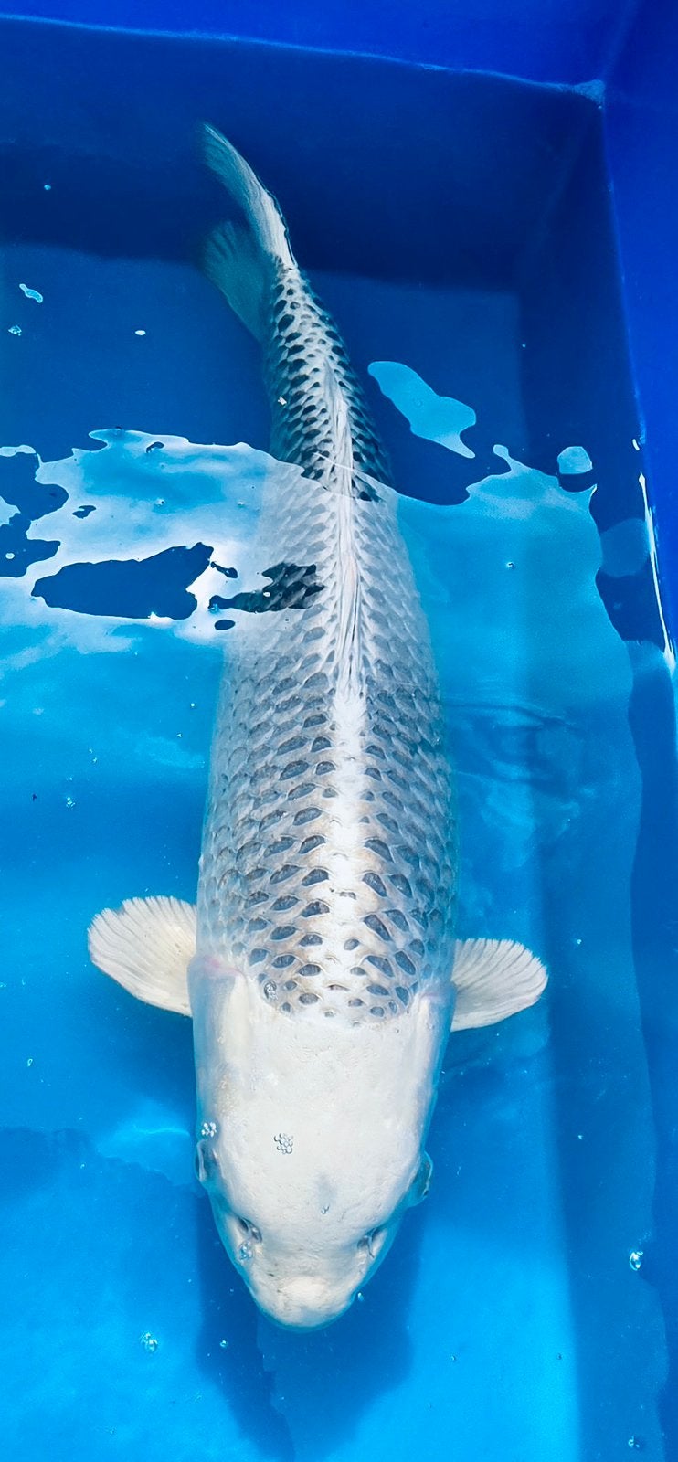 Japanse koi, Gin Matsuba Omosako, Karper of Koi