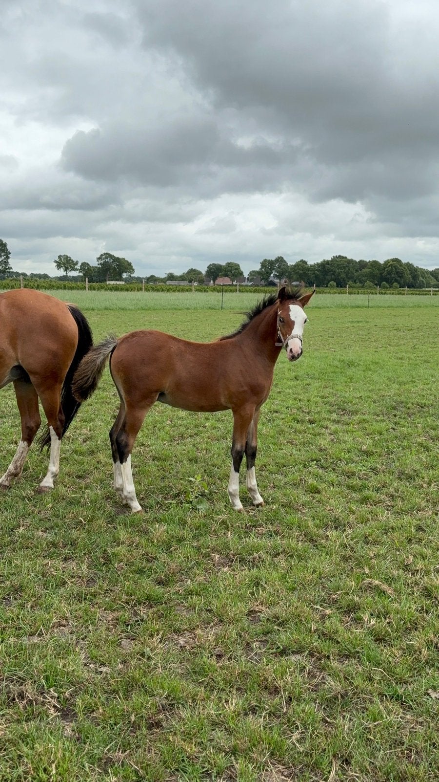 Mooie welsh hengstveulen te koop met staamboom, Met stamboom, Niet van toepassing, 0 tot 2 jaar, Hengst