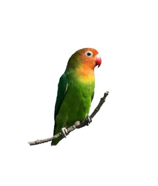Jonge agapornissen, Meerdere dieren, Dwergpapegaai of Agapornis, Geringd