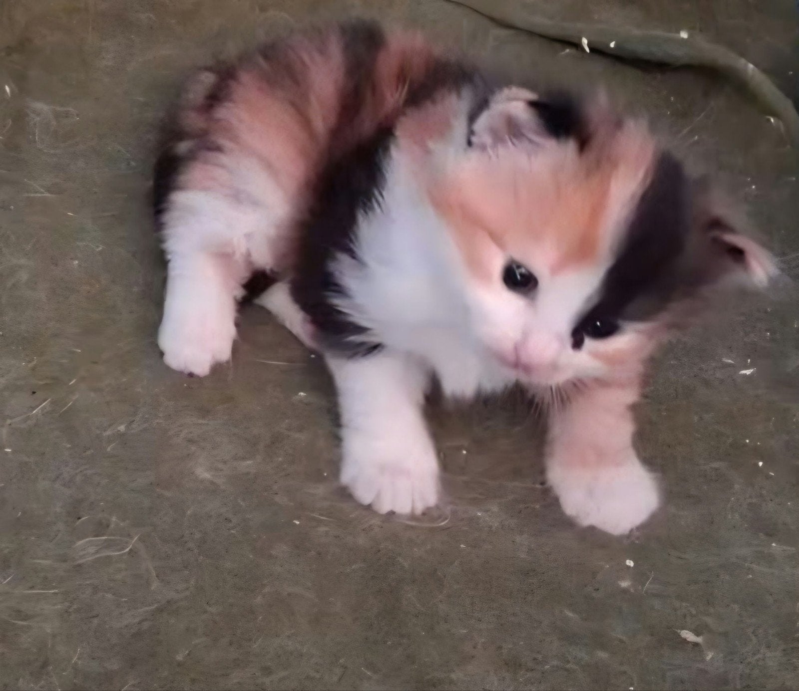 Te reserveren 100% raszuiver turkse angora kitten poesje, Poes, Ontwormd