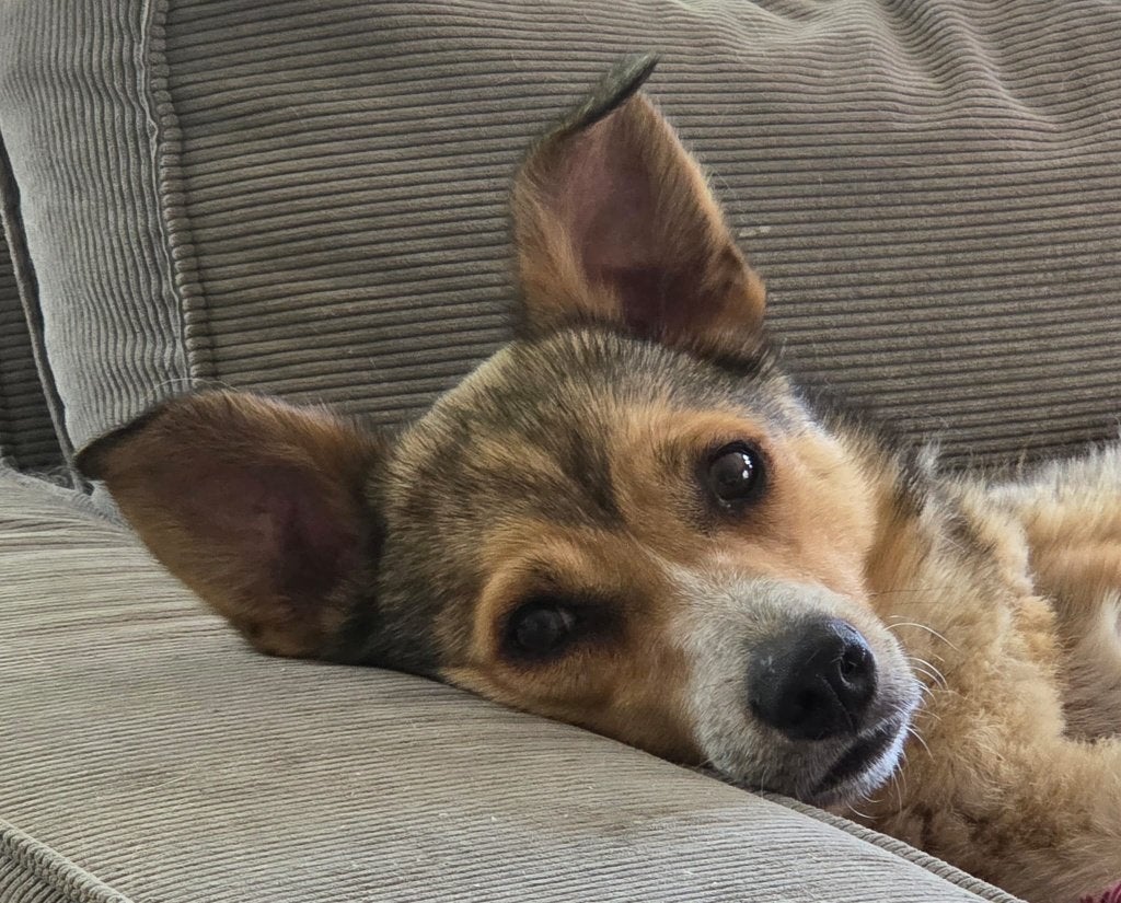 Vicky zeer lief teefje, Dieren en Toebehoren, Honden | Niet-rashonden, Particulier, 1 tot 2 jaar, Buitenland, Teef
