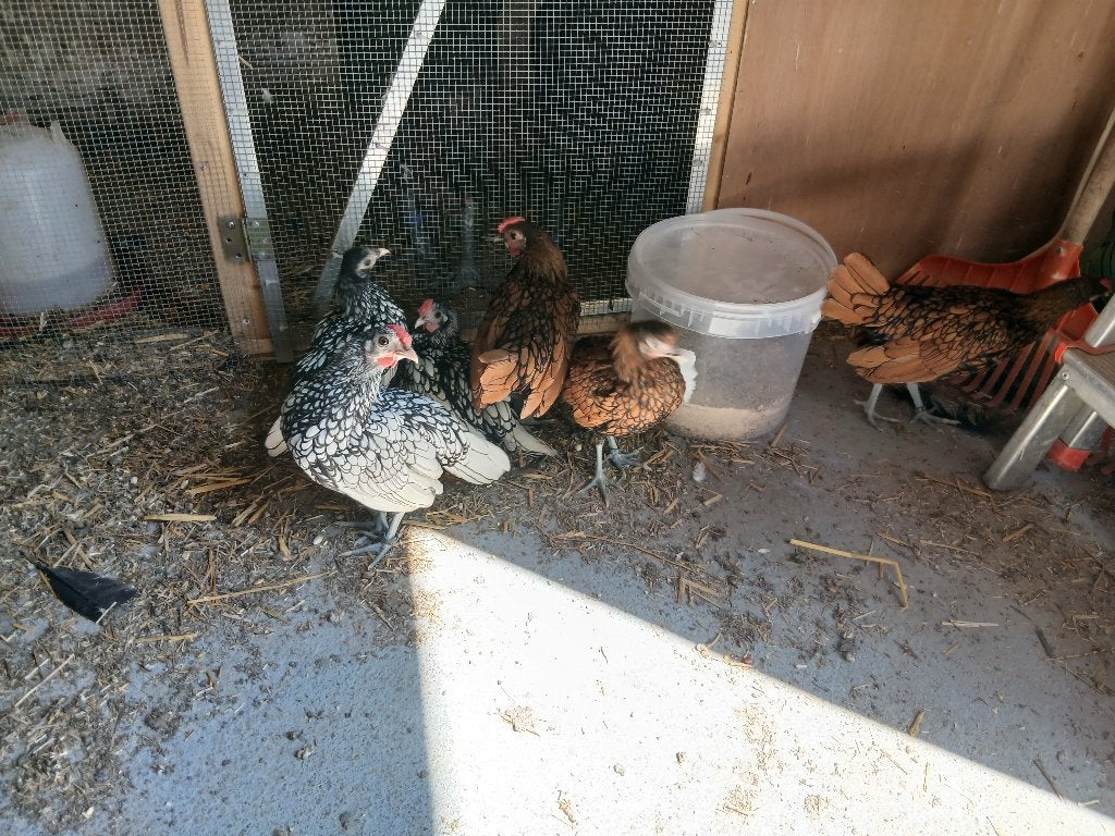 Sebright, Mannelijk, Kip