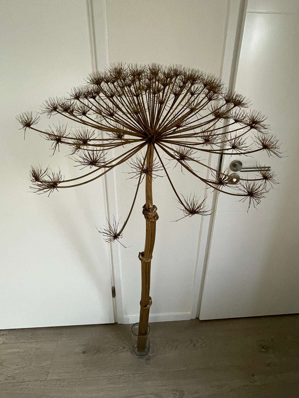 Gedroogde Berenklauw - Unieke Decoratie, Ophalen, Gebruikt, Landelijk, Natuurlijk materiaal