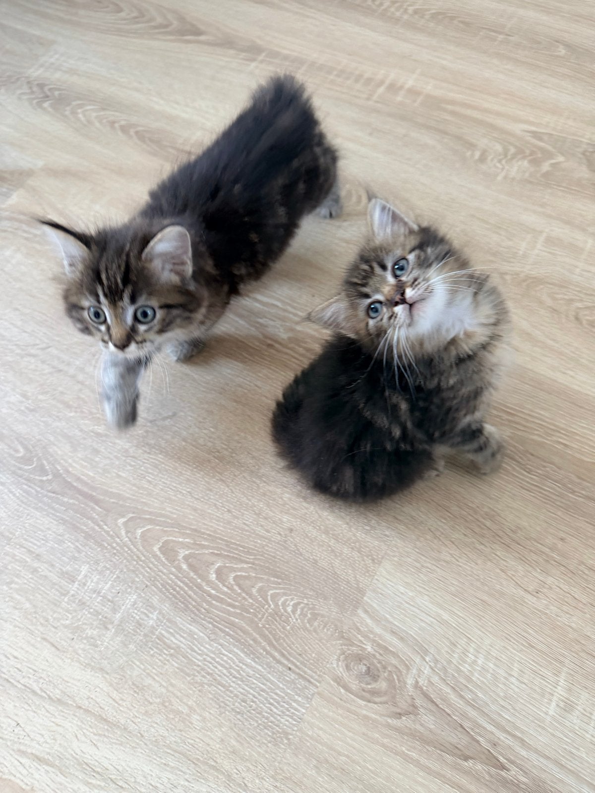 Ragdoll kittens, Meerdere dieren, Ontwormd