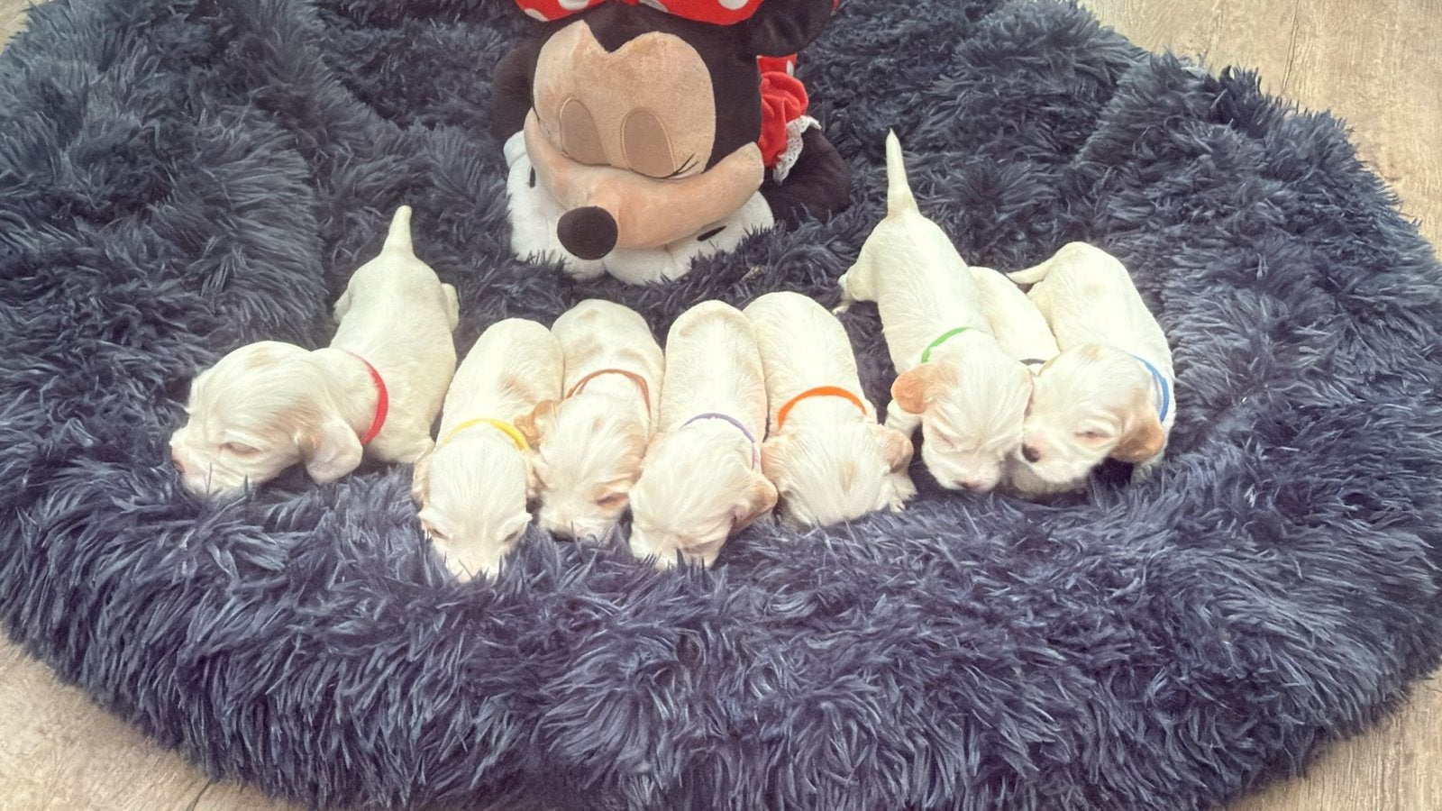 Zeer mooie engelse cocker spaniel pups te reserveren, Parvo, 8 tot 15 weken, Meerdere dieren, Eén hond