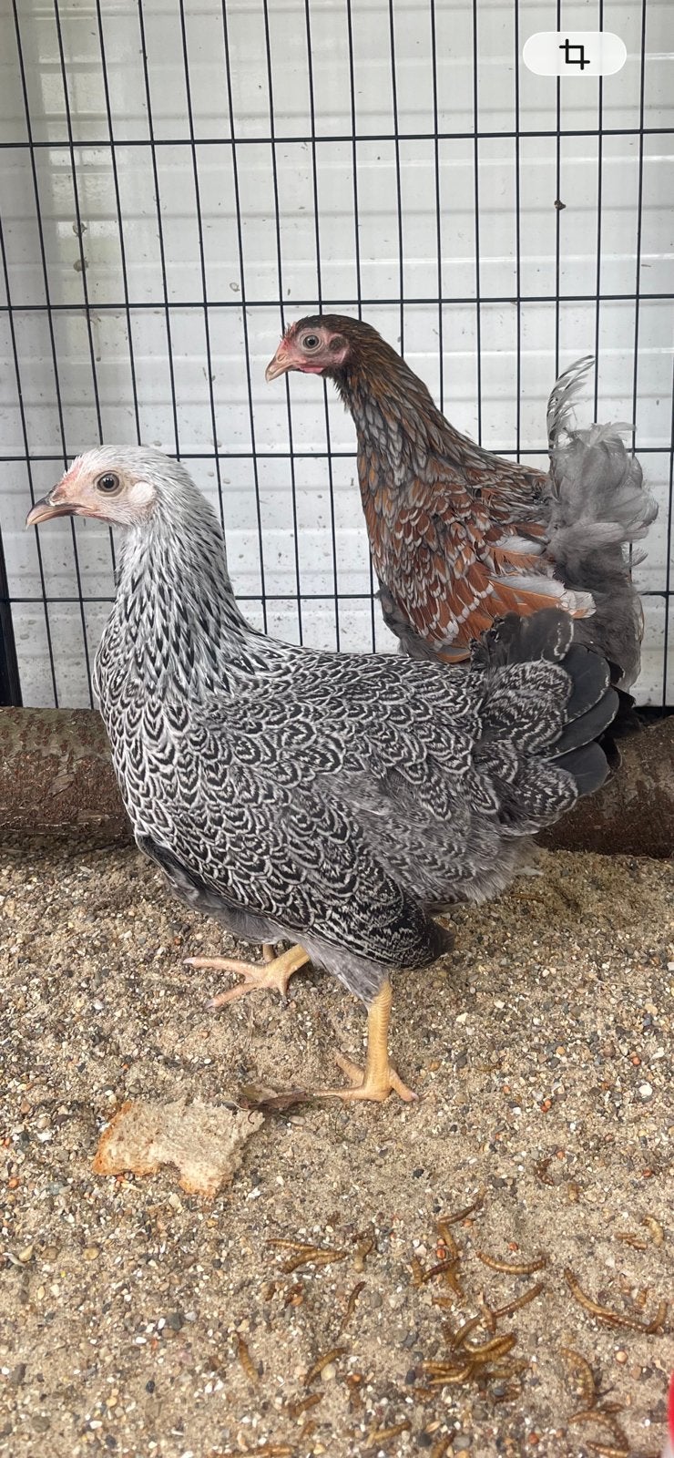 Wayandotte kriel, Dieren en Toebehoren, Vrouwelijk, Kip
