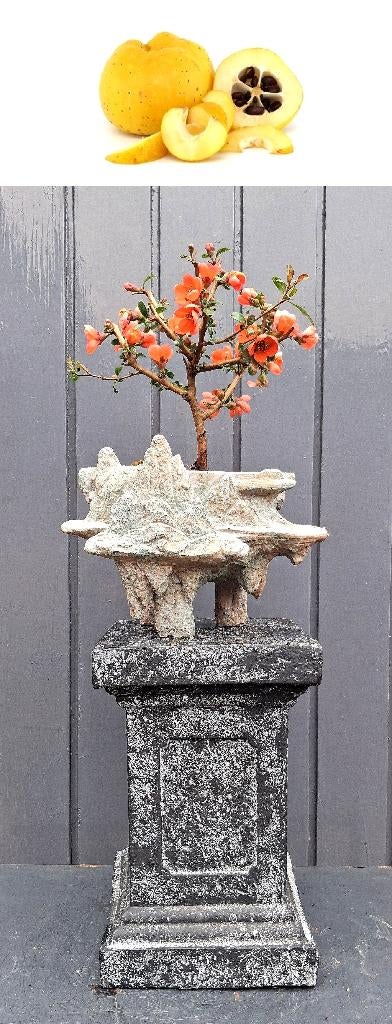 Chaenomeles Crimson+Gold- Rode Dwergkwee Bonsai In Sierlijk, In pot, Minder dan 100 cm, Bloeiende kamerplant, Bonsai