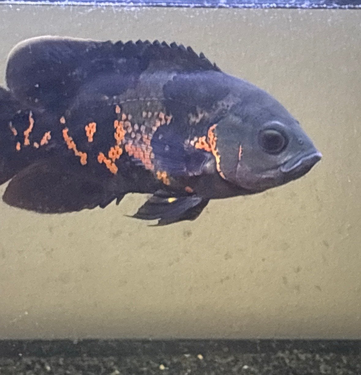 Pauwoogcichlide, Dieren en Toebehoren