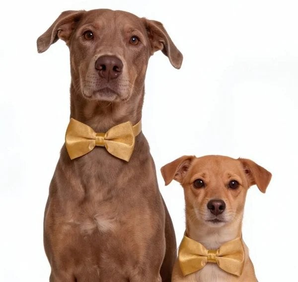 Honden strikhoud of 1 van de vele amdere kleuren, Overige typen, Nieuw, Ophalen of Verzenden, Info@sweet-one.nl