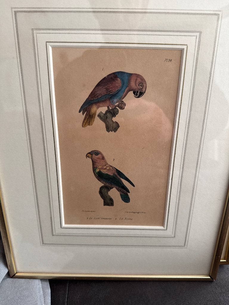 3 antieke Lithos papegaai parkiet 1835, Antiek en Kunst, Ophalen of Verzenden, Ingelijst, Lithografie, Dieren en Natuur