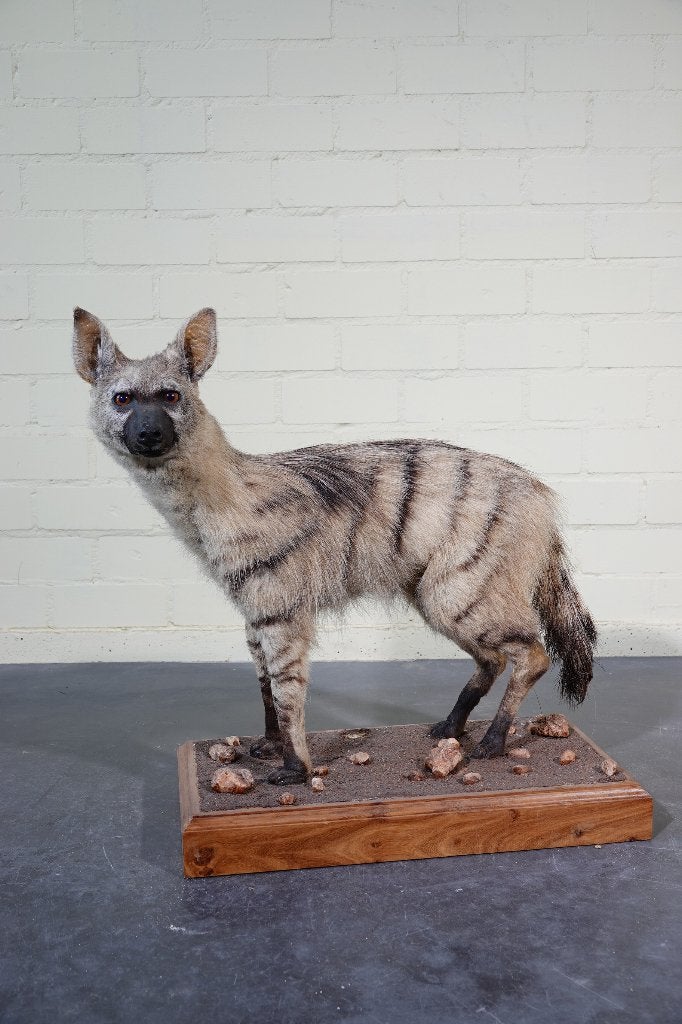 opgezette aardwolf taxidermy hyena, Verzamelen, Dierenverzamelingen, Ophalen, Zo goed als nieuw, Hert, Gewei of Kop