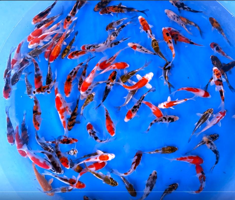 Jonge Japankoi scherp geprijsd, Tosai van bekende kwekers, Karper of Koi
