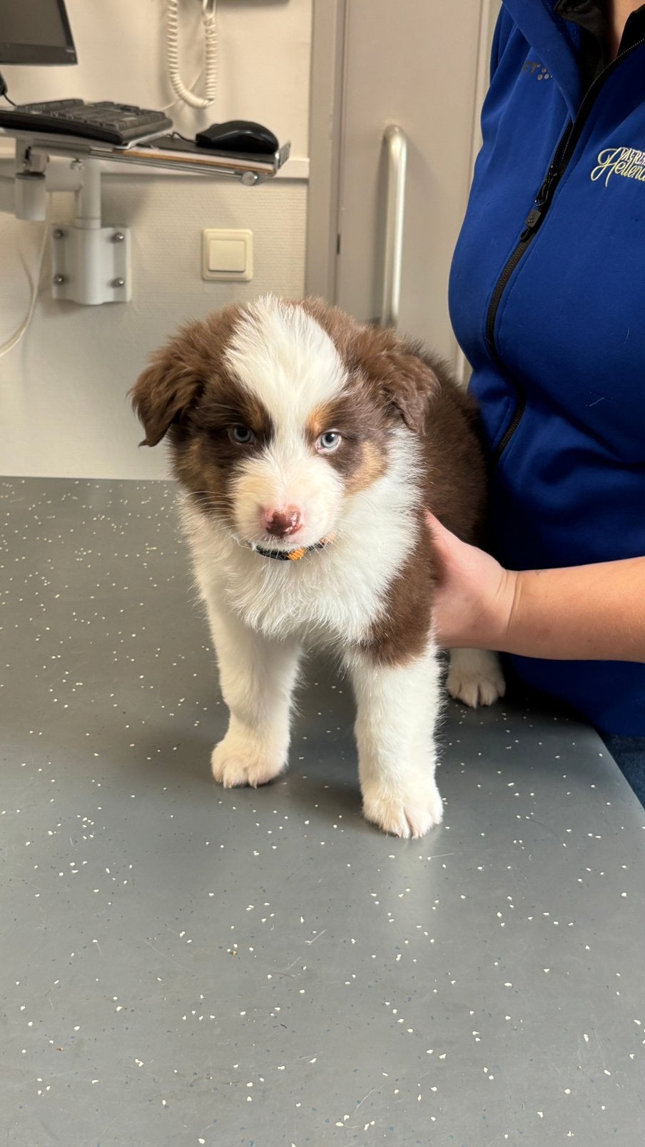 Lieve red tricolor Aussie-kruising zoekt fijn thuis., 8 tot 15 weken, Collie, Meerdere, Meerdere dieren