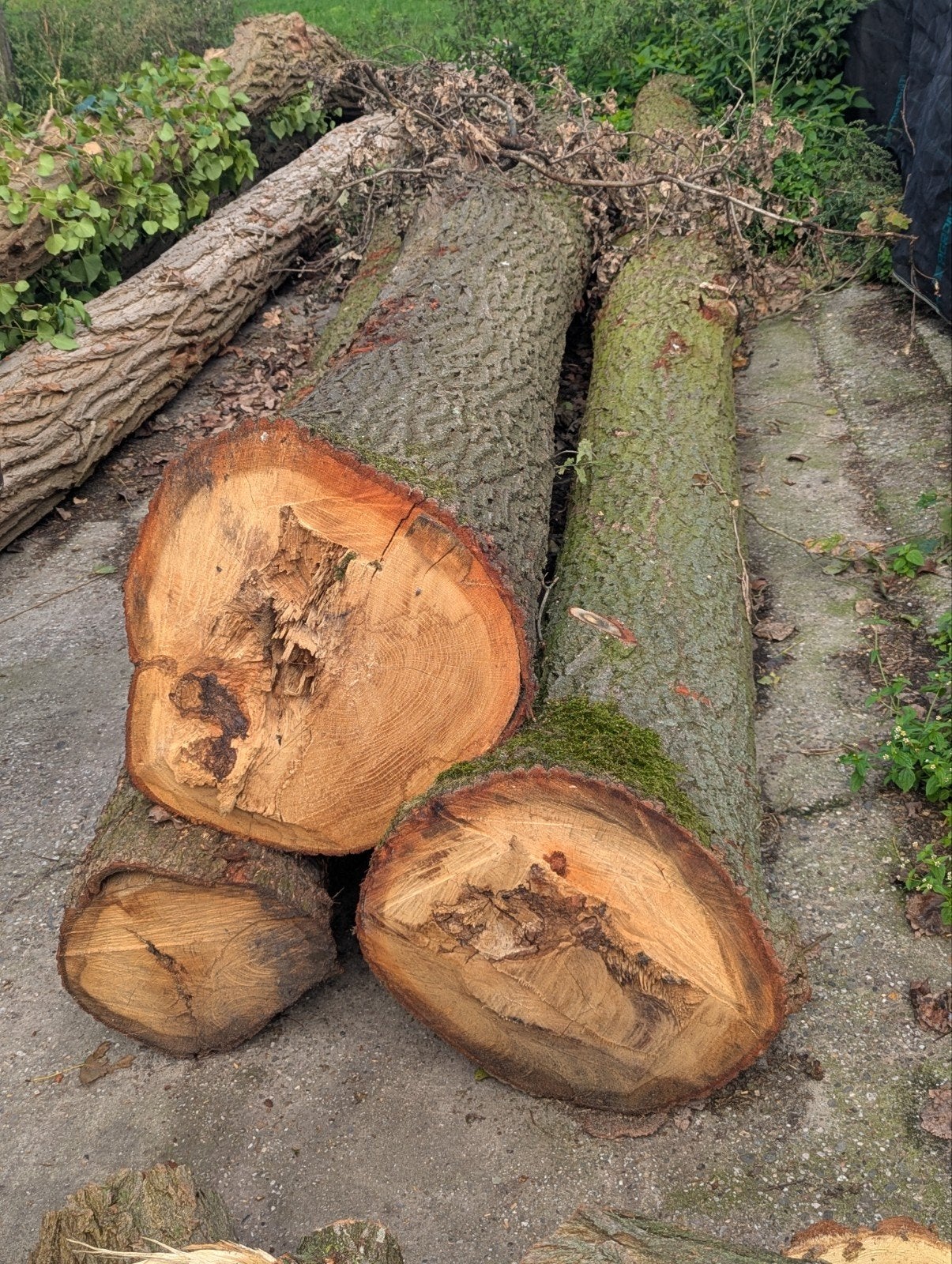 3 eiken stammen te koop., Tuin en Terras, 3 tot 6 m³, Ophalen, Eikenhout, Stammen