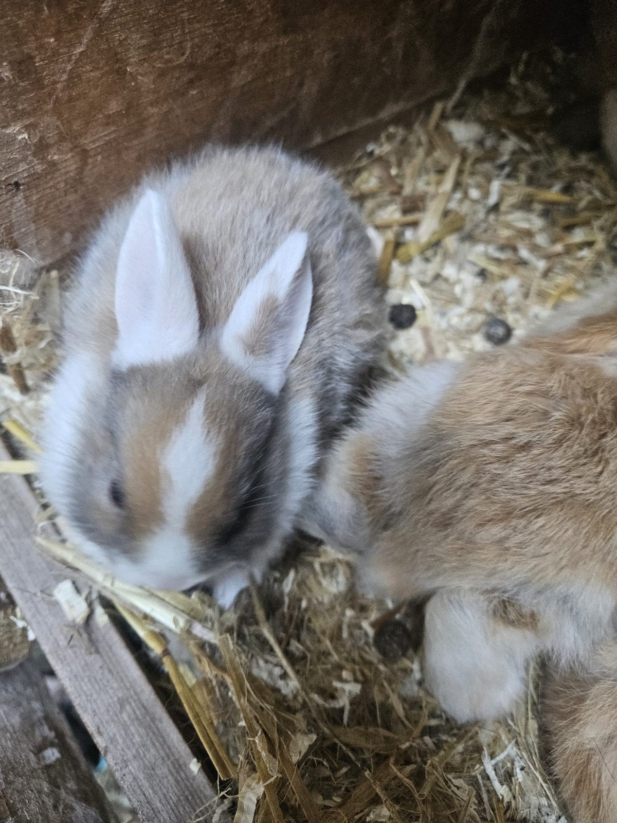 Leuke Dwergkonijn x Teddy konijnen– Nu te reserveren!, Meerdere dieren, Dwerg