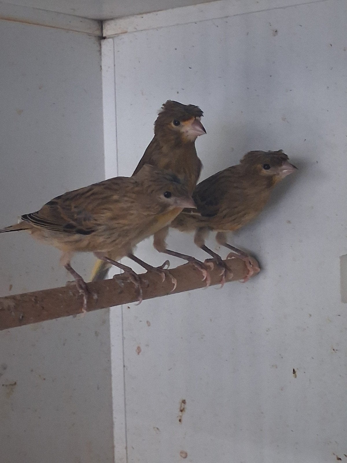 Harlekijn kanaries, Dieren en Toebehoren, Meerdere dieren, Kleurkanarie