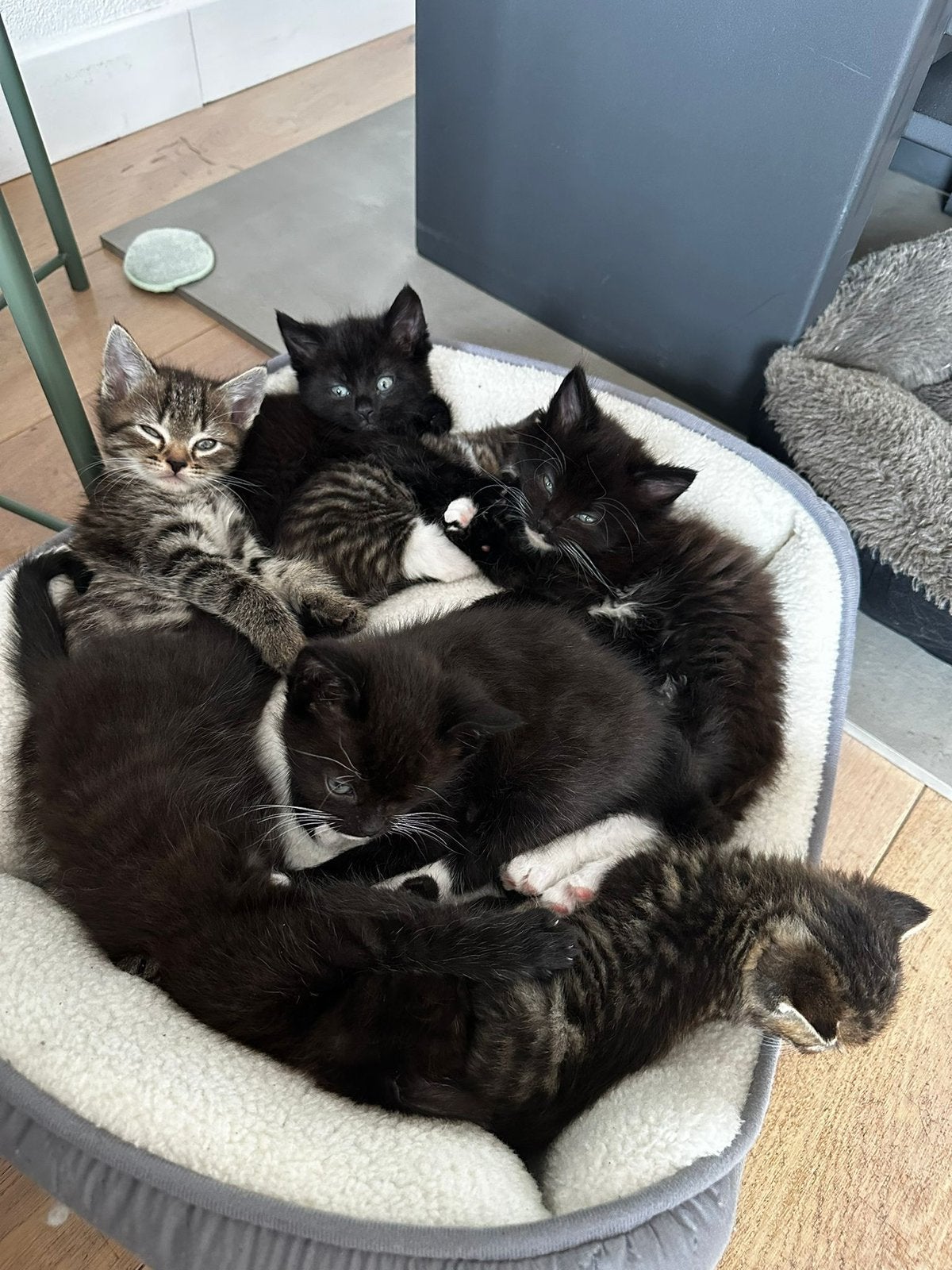 Kittens van 7 en 21 april, Meerdere dieren