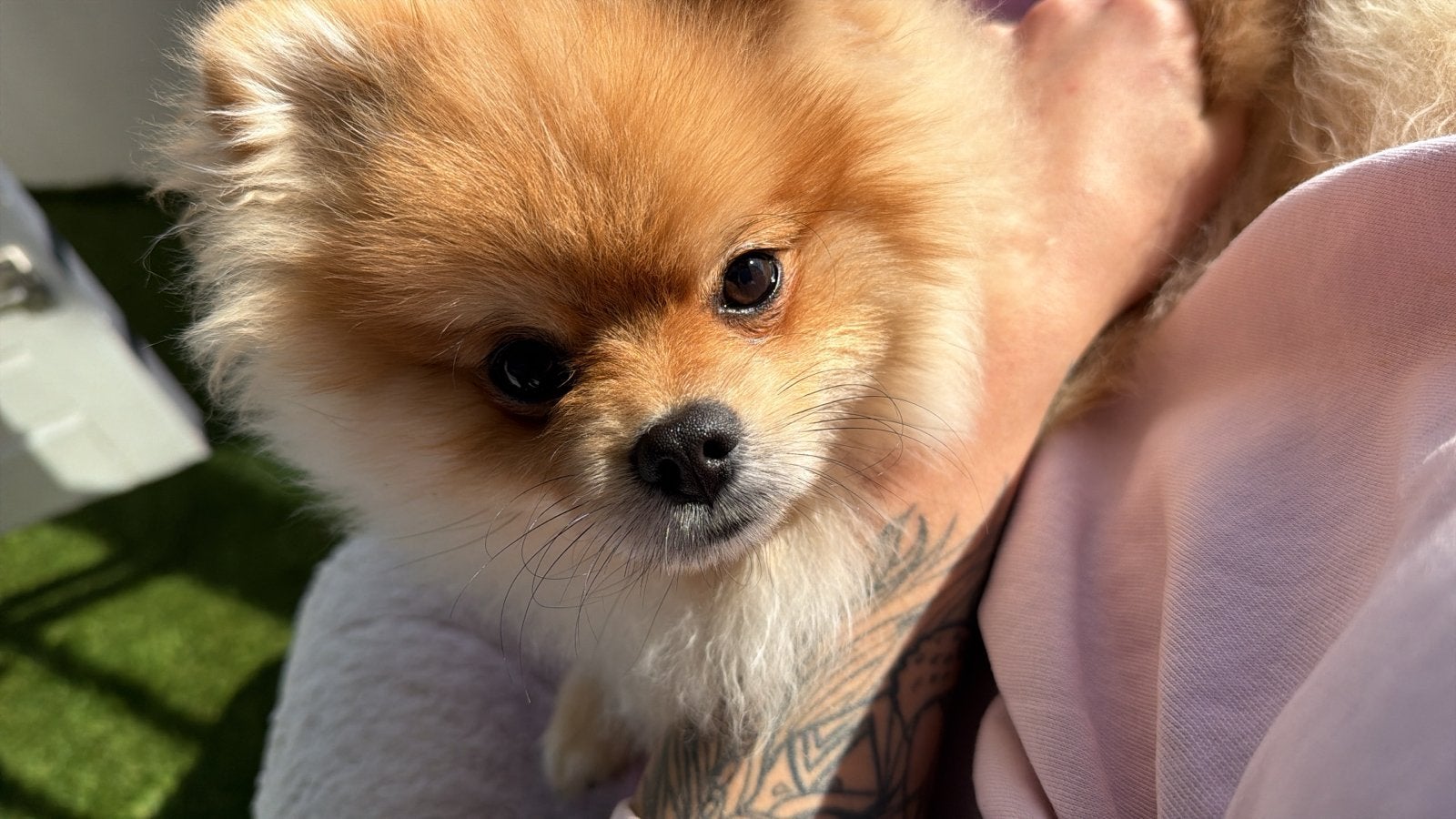 Chico (Pomeriaan Mini)  te koop, 15 weken tot 1 jaar, Reu, Eén hond, Nederland