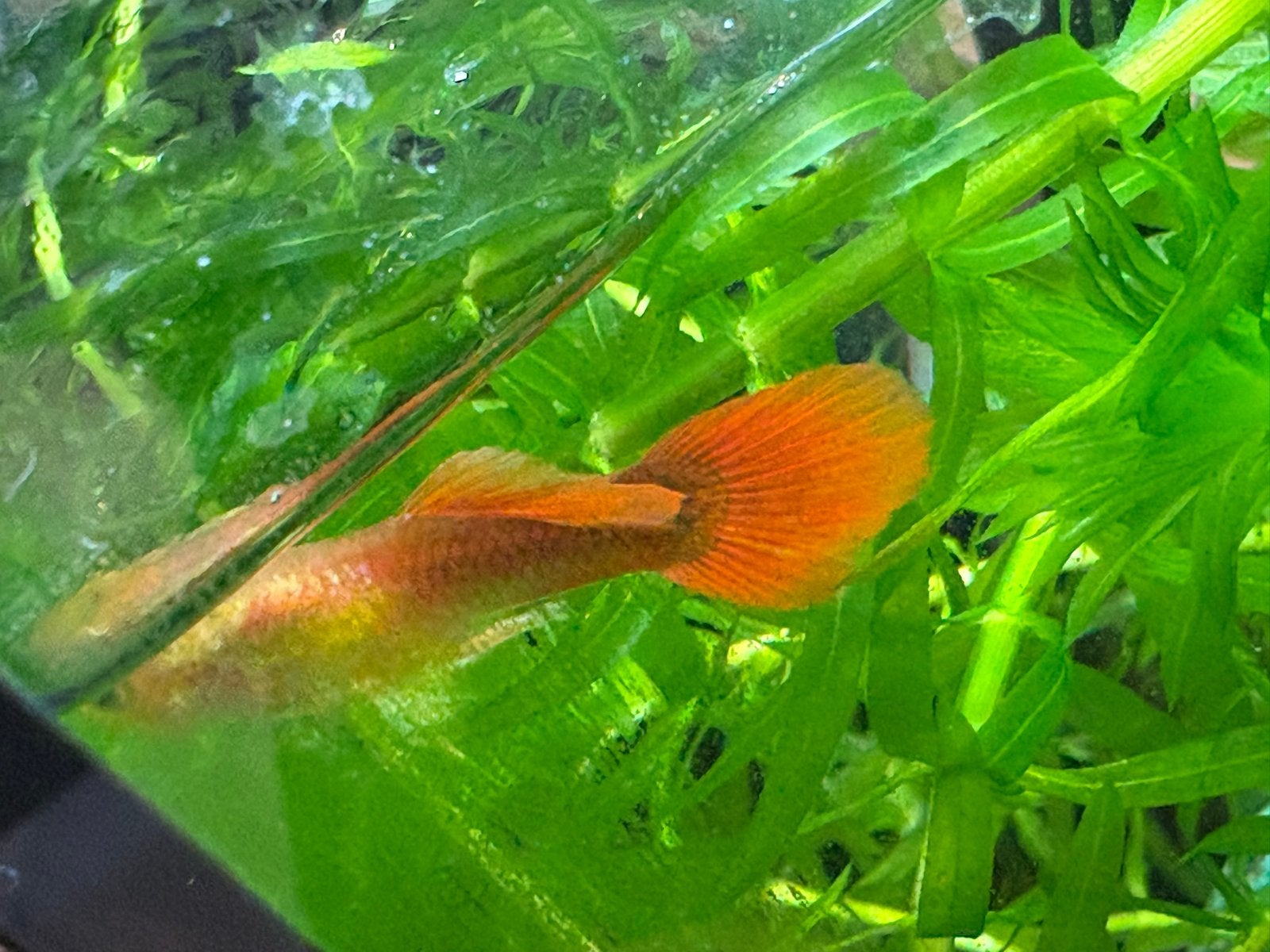 Baby guppy’s voor €0,50, Vis, Zoetwatervis