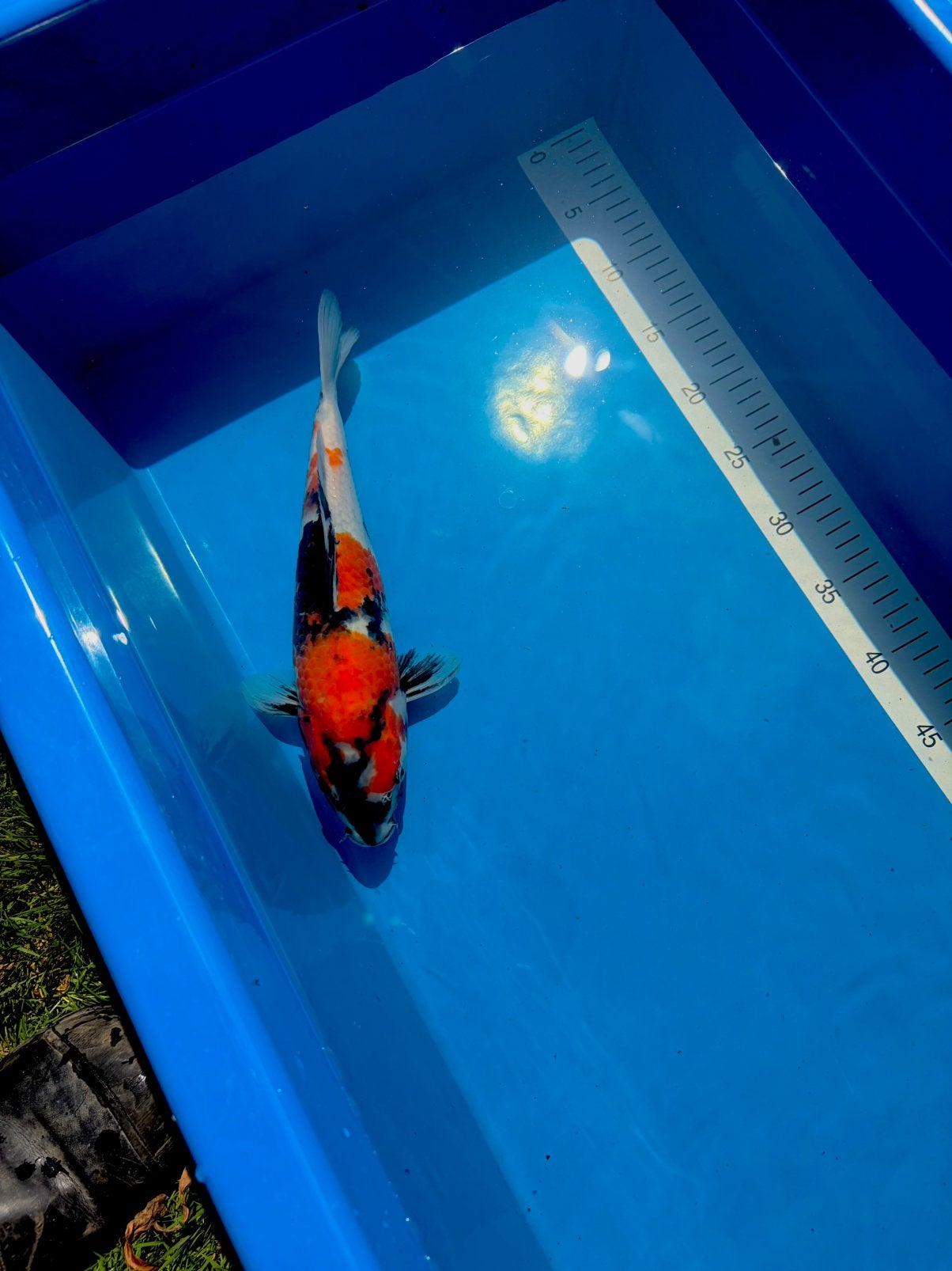 Showa van conias, Dieren en Toebehoren, Karper of Koi