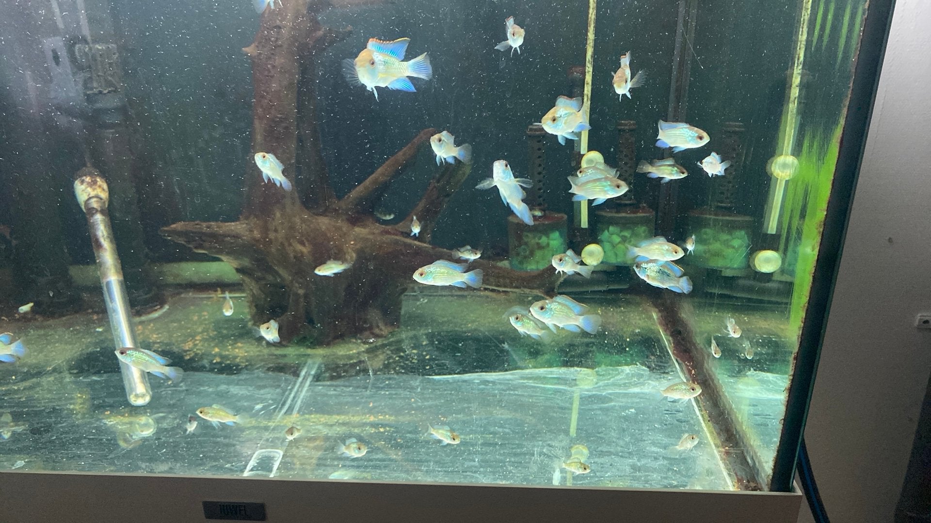 Bleu acaras, Vis