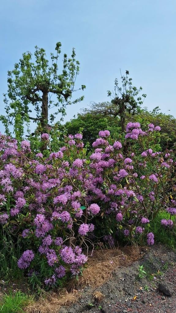 Rododendronsen, Tuin en Terras, Planten | Bomen, Ophalen, Halfschaduw, Overige soorten, Lente
