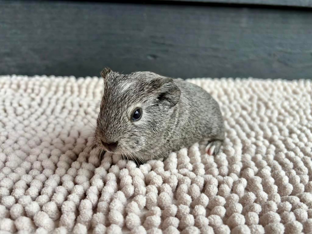 Zilveragouti cavia beertje, Dieren en Toebehoren, Knaagdieren, April, Mannelijk, Cavia