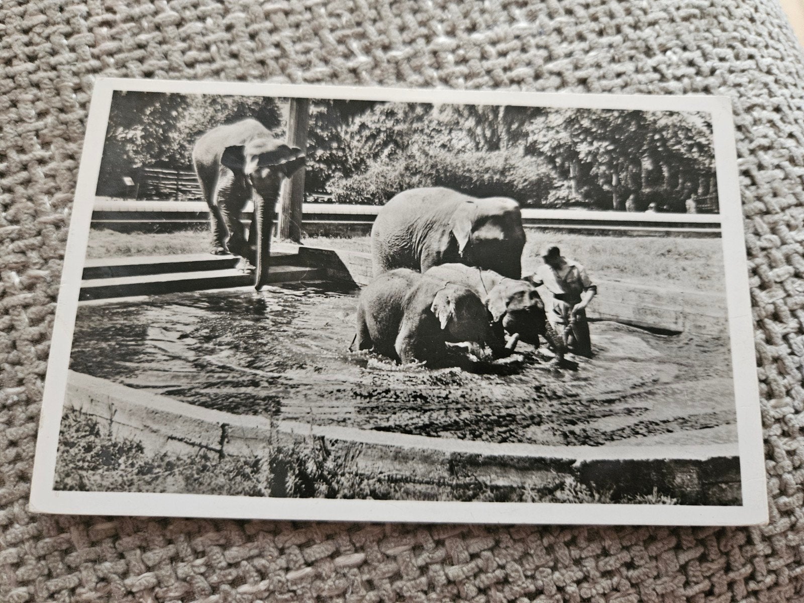 Blijdorp Rotterdam - Olifanten wassen, Ophalen of Verzenden, 1960 tot 1980, Gelopen