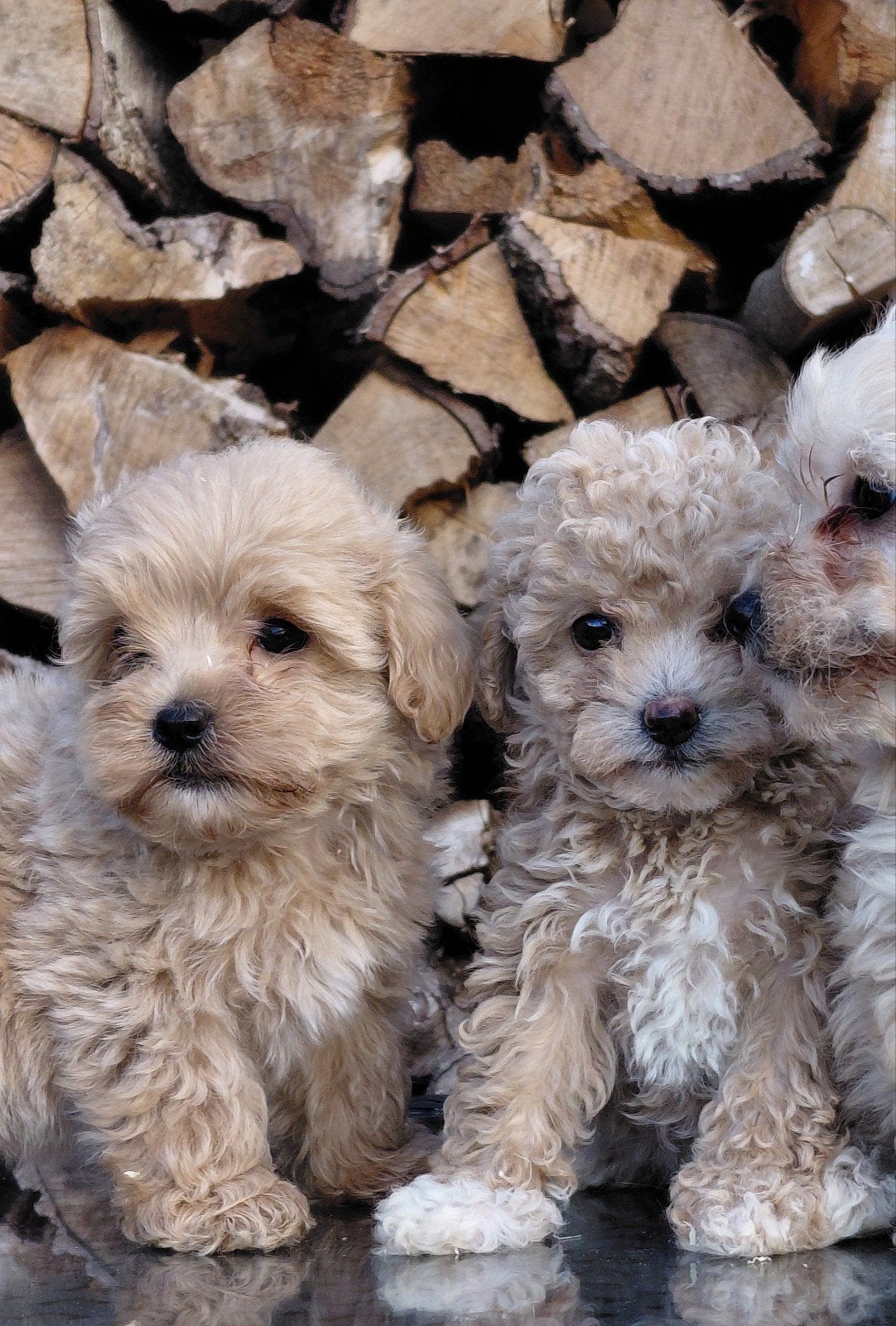 ontzettend mooie maltipoo pups F1, Overige rassen, 8 tot 15 weken, Meerdere, Meerdere dieren