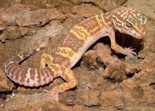 Luipaard gekko, vetstaartgekko gezocht, Hagedis, 0 tot 2 jaar