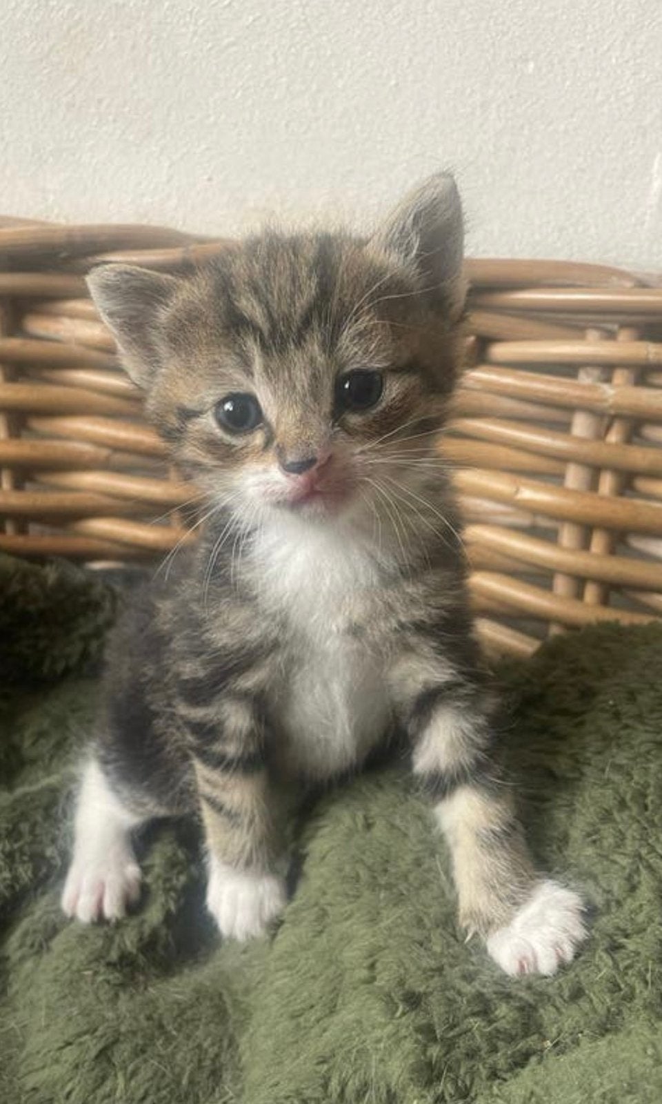 Aangeboden kittens, Meerdere dieren, Kortharig, 0 tot 2 jaar