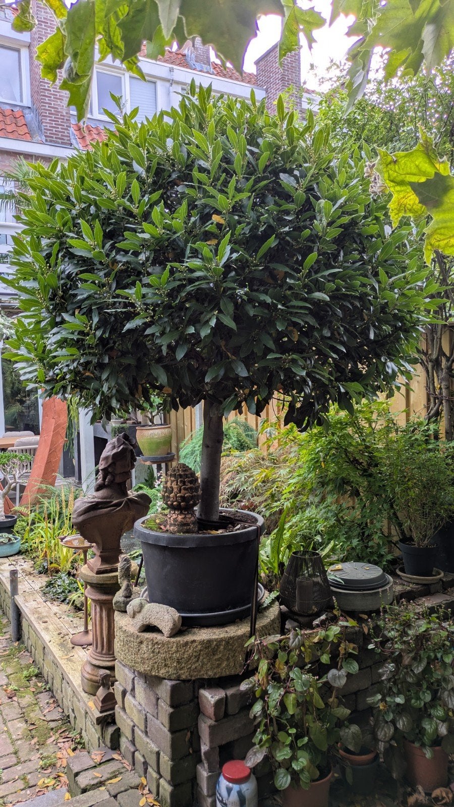 Laurier, Laurus nobilis op stam., Tuin en Terras, Ophalen, Vaste plant, Overige soorten, Volle zon